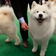 Illustration for article titled Samoyeds Are Good